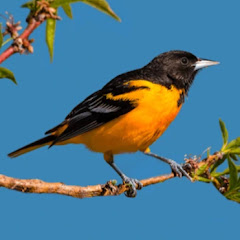 Orioles BirdWatcher