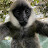@GibbonActivist's avatar