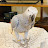 Prada The Grey Parrot