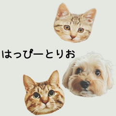 はっぴーとりお　いぬ飼ってたらねこが来たアイコン画像