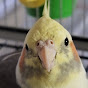 Cockatiel Lover logo