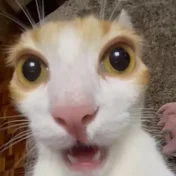 TheGatoplay24uwu