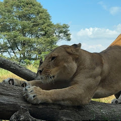 ゴリラ日記 【上野ゴリラTV2】