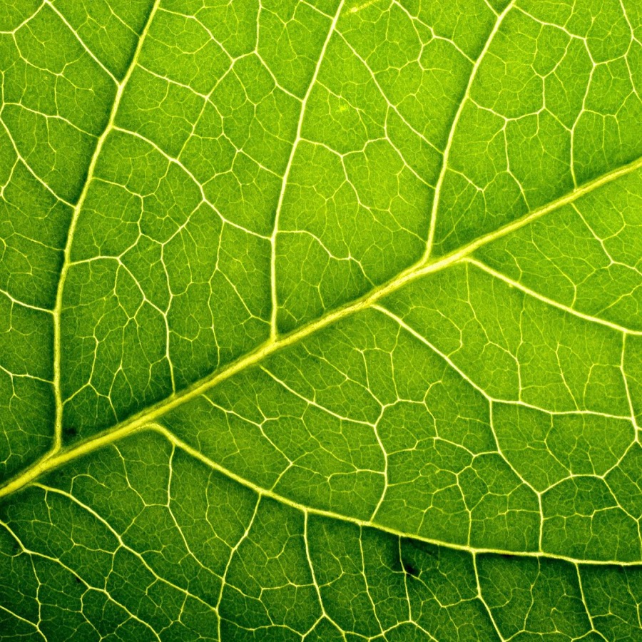Steam and leaf фото 37