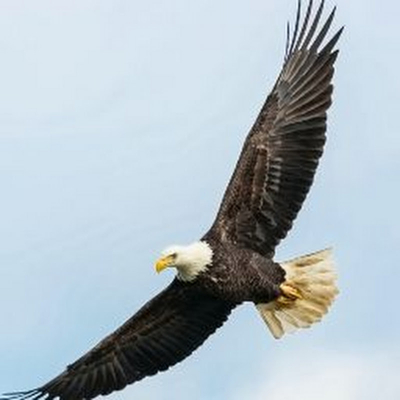 岁月的歌Classic Songs Logo