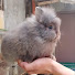 oHmpfSau_ig-channel-avatar-Binky Rabbitry