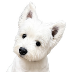 Maju Westie
