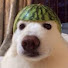 KwO3nR_JybQ-channel-avatar-Animals video 