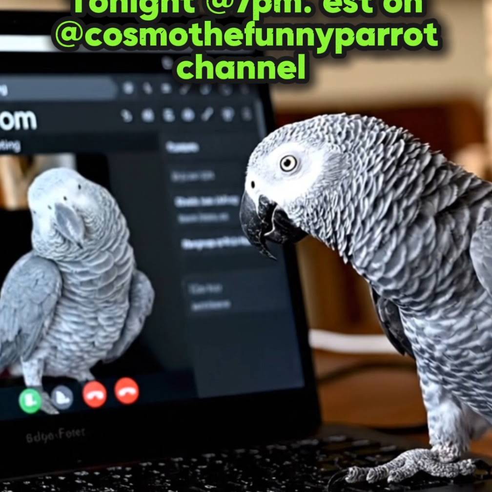 Post from Cosmo the funny parrot