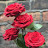 @RoseRouge-n4w