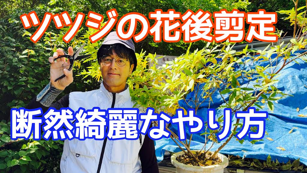 つつじの木 花台 YouTube