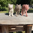 0uUDsEeIZvU-channel-avatar-Animal Cast
