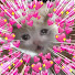 Sweet Cookie Cat