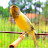 Beautiful canary training