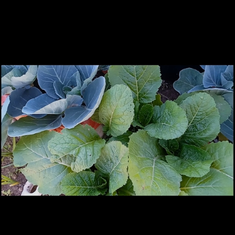 Rooftop simple gardening 