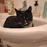 zZY2RIHV-HE-channel-avatar-cat jam