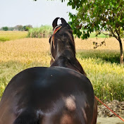 up 61 Gazipur