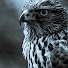 Mq_niu0OM80-channel-avatar-Shahin Shahin