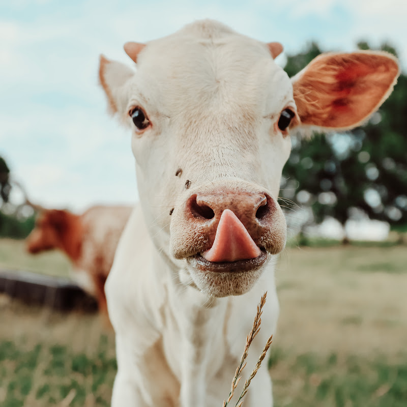 Emmett Hollow Family Farm