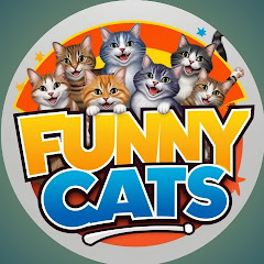  funny cats