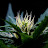 Guerilla Growing