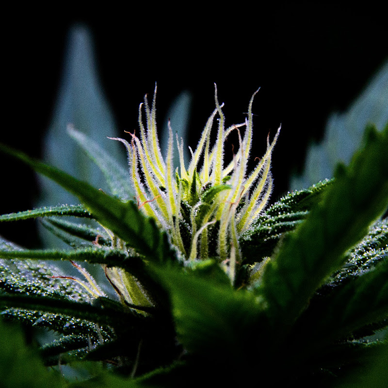 Guerilla Growing