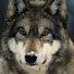 XxqulWW3YTg-channel-avatar-wolflover7899