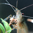 gWDIbn4ZRqI-channel-avatar-藻蝦AmanoShrimp