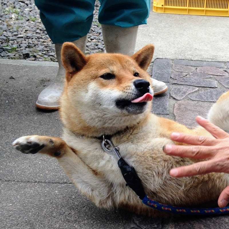 おばあちゃん家のコロ
