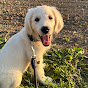 calithegoldenretriever logo