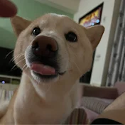 豆皮阿安