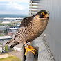Peregrine Falcon Apeldoorn logo