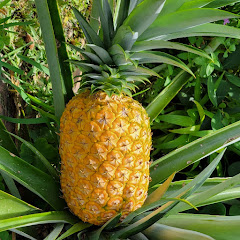 Ben's Exotic Florida Avatar