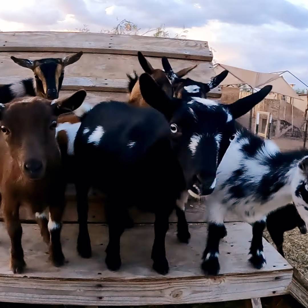 Blue Cactus Dairy Goats