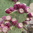 fRPuXRJNNEY-channel-avatar-Ocotillo Hill Ranch