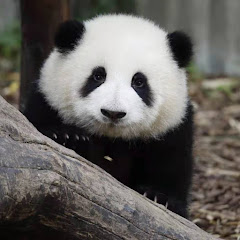 Panda Fantasy - 熊貓範特西 Avatar