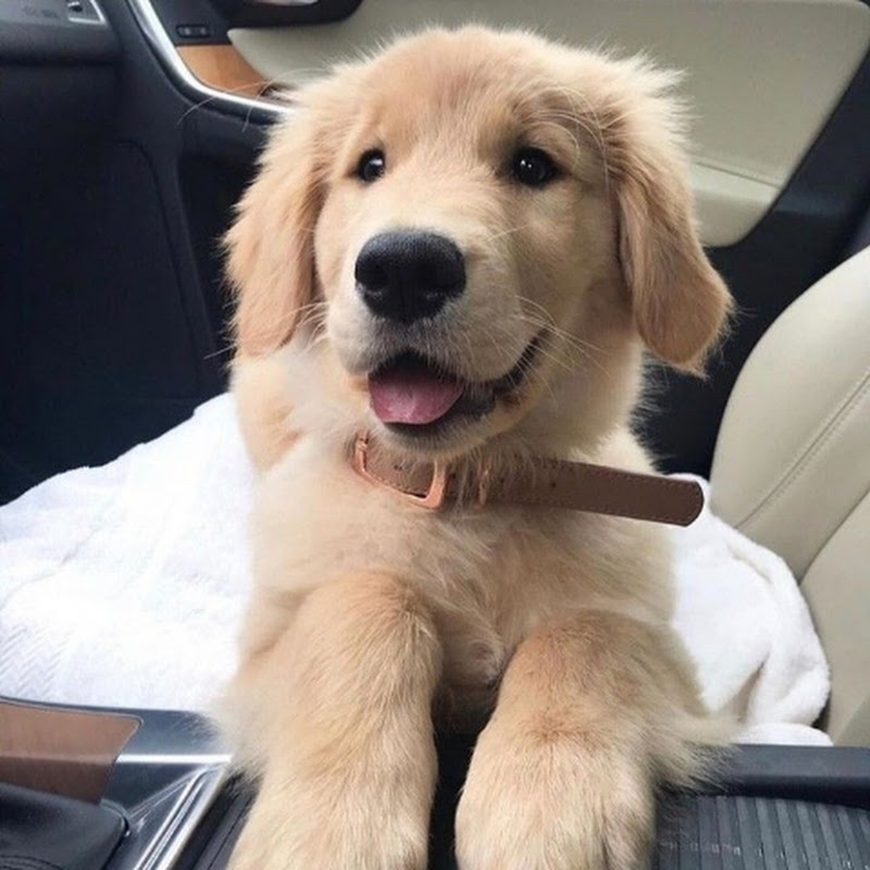 Doggosbuzz🐶