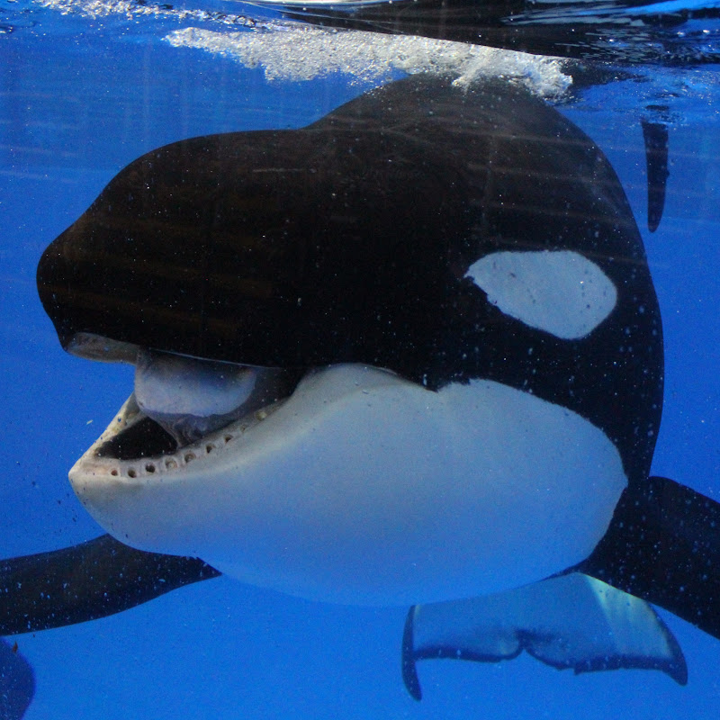 zoofootage