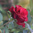 @soniaakter7620 Avatar