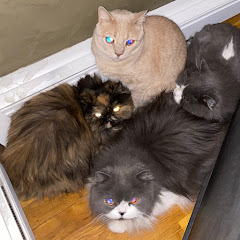 Cat Palace
