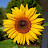 @sunflower3670