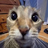 tUCKK9lpR9I-channel-avatar-xam_max