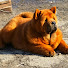 6Y4xYlx9id4-channel-avatar-Bear - Funny Video