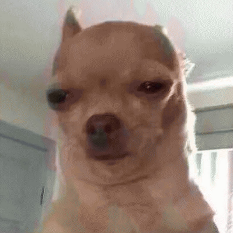 Mad Chihuahua