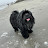 @RosaLuxemborkTheDog