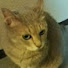 Ozlc4mjrIEg-channel-avatar-三毛猫coron