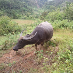 Filipina Igorot in Canada 🇨🇦 Random Videos channel thumbnail