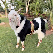 Azan zoo