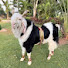 dp4UT1kpPWM-channel-avatar-Azan zoo 
