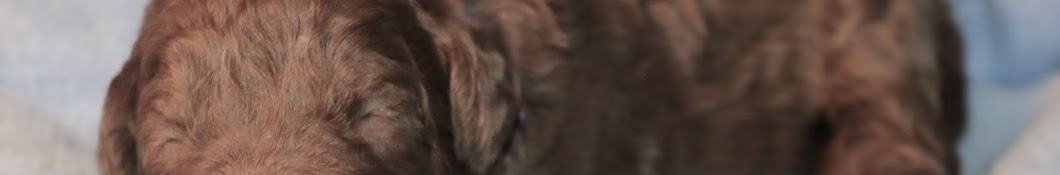 Cosmopolitan Companion Dogs Avatar canale YouTube 